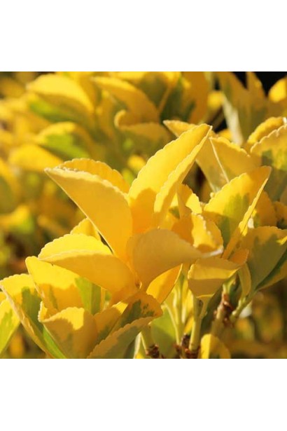 Висота Бруслина японська Ел Дорадо